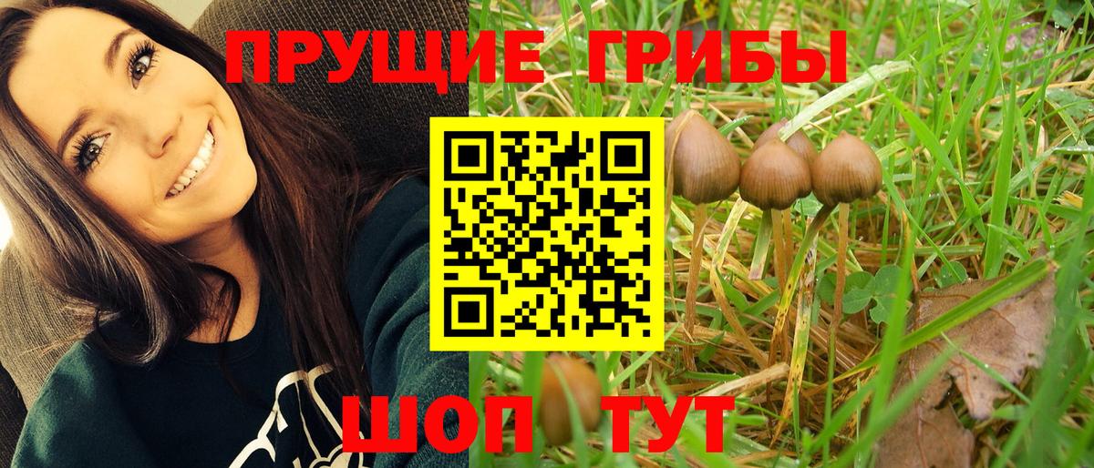 Галлюциногенные грибы Cubensis Краснознаменск